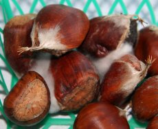Chestnuts with mold on them